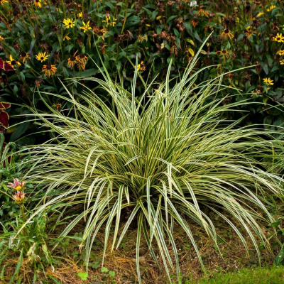 Осока Эверголд (Evergold ) купить с доставкой 