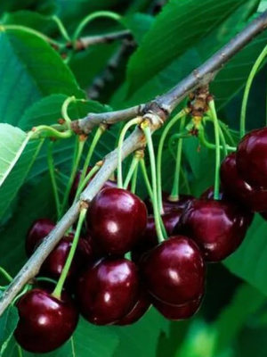 Вишня Морозовка купить с доставкой Главное достоинство Морозовки – сочетание исключительной морозостойкости с отличным вкусом плодов.