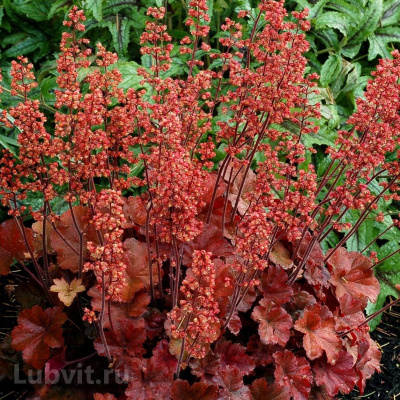 Гейхера Черри Кола (Cherry Cola)