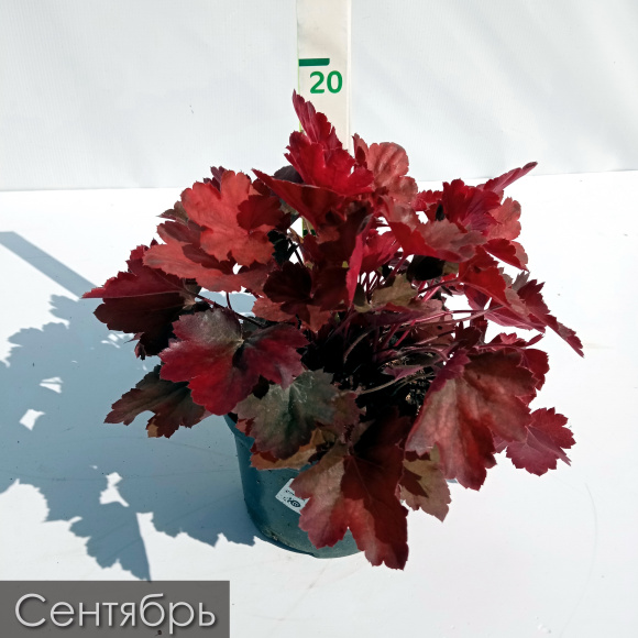 Гейхера Черри Кола (Cherry Cola) купить с доставкой Гейхера Черри Кола (Cherry Cola) купить с доставкой