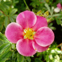 Лапчатка Пинк Парадайз (Pink Paradise)