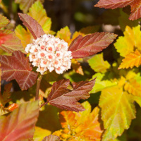 Пузыреплодник Эмбер Джубили (Amber Jubilee)