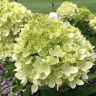 Гортензия Литл Лайм (Little Lime) метельчатая