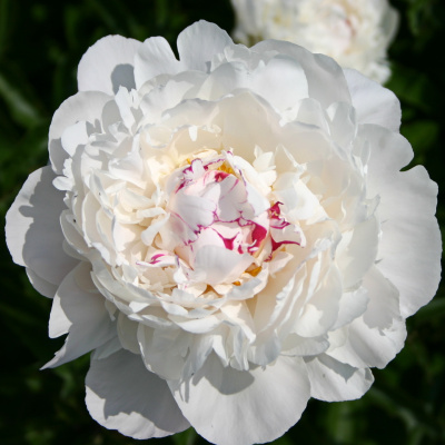 Пион Фестива Максима (Festiva Maxima) купить с доставкой высокодекоративный многолетник