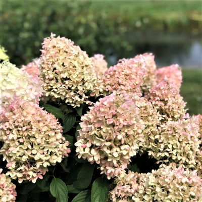 Гортензия Пинкачу (Pinkachu) метельчатая купить с доставкой обладательница серебряной медали на выставке Плантариум 2019! Потрясающая представительница карликовых гортензий украсит ваш сад