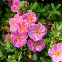 Лапчатка Розовая