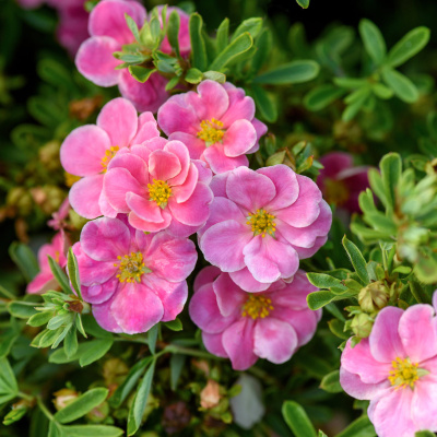Лапчатка Розовая купить с доставкой Лапчатка розовая или Курильский чай-это единственная лапчатка своего рода, которая цветет розовым цветом – у остальных представителей вида они преимущественно желтые. Родиной растения является северное полушарие, поэтому культура крайне неприхотлива, переносит любые погодные капризы, городскую загазованность, засуху.