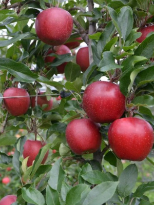 Яблоня Красная горка купить с доставкой 