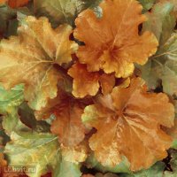 Гейхера Крем Брюле (Creme Brulee)