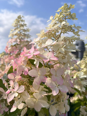 Гортензия Конфетти (Confetti) метельчатая купить с доставкой выделяется из всех сортов благодаря двум разным видам цветков в одном соцветии