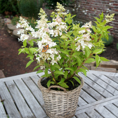 Гортензия Конфетти (Confetti) метельчатая купить с доставкой выделяется из всех сортов благодаря двум разным видам цветков в одном соцветии