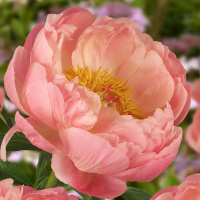 Пион Корал шарм (Coral Charm)