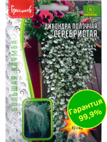 Дихондра серебристая Большая клумба [Семена редких растений]
