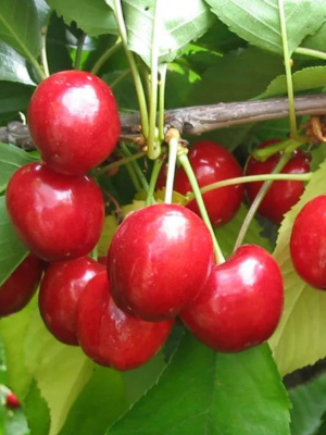 Вишня Любская купить с доставкой низкорослый, самоплодный сорт вишни. В отличие от капризных сортов, Любская демонстрирует неприхотливость и хорошую сопротивляемость к коккомикозу и монилиозу – главным болезням косточковых. Начинает плодоносить на 3-4 год, формируя компактную крону, удобную для сбора урожая. Ягоды созревают дружно, имеют сочную темно-красную мякоть с приятной кислинкой – идеальны для переработки. Варенья и компоты из Любской получаются просто изумительными!