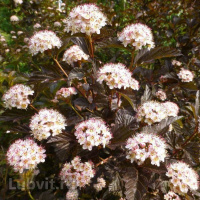 Пузыреплодник Литл Энджел (Little Angel)