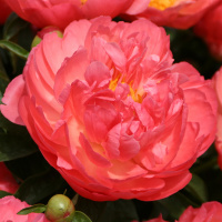 Пион Корал Сансет (Coral Sunset)