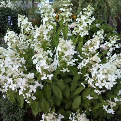 Гортензия Левана (Levana) метельчатая купить с доставкой Левана (Levana) – один из самых популярных и красивых видов садовой гортензии. Это быстрорастущий кустарник с великолепными пышными соцветиями, привлекающими внимание нежным белоснежным цветом и необычной формой бабочек.