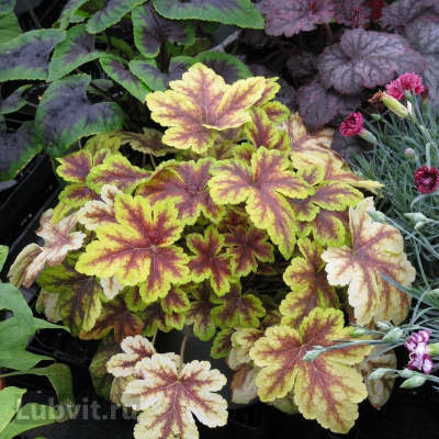 Гейхерелла Голден Зебра (Golden Zebra) купить с доставкой считается самой яркой и узнаваемой гейхереллой