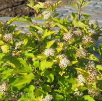 Пузыреплодник Наггет (Nugget)