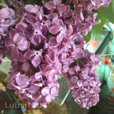 Сирень Оля купить с доставкой Окраска цветков с внутренней стороны постепенно меняется от бархатистой и насыщенной тёмно–лиловой до голубой. Наполните Ваш сад волшебством преображения цвета и сказочного аромата!