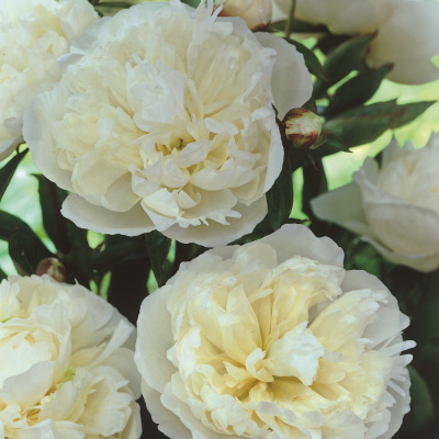 Пион Дюшес де Немур (Duchesse de Nemours) купить с доставкой высокодекоративный многолетник