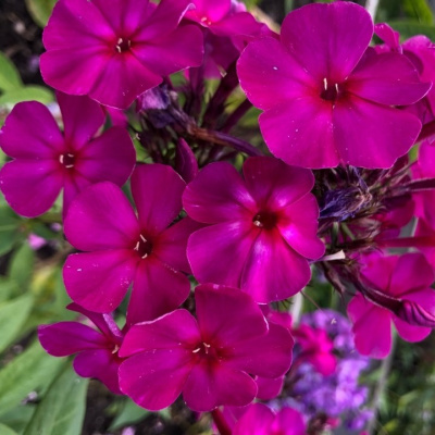 Флокс Ялтинская ночь купить с доставкой новинка российской селекции с восхитительными декоративными качествами и высокой зимостойкостью