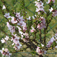 Миндаль горький