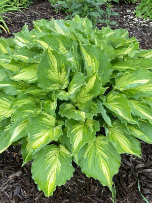 Хоста Лексайд Пэйсли Принт (Lakeside Paisley Print) [M] купить с доставкой 