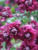 Клематис Пурпуреа Плена Элеганс (Purpurea Plena Elegans) купить с доставкой