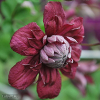 Клематис Пурпуреа Плена Элеганс (Purpurea Plena Elegans)