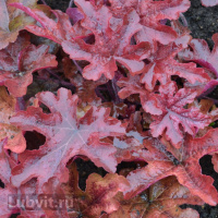 Гейхерелла Ред Ровер (Red Rover)