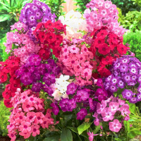 Флокс ассортимент