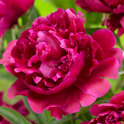 Пион Карл Розенфельд (Karl Rosenfield) купить с доставкой высокодекоративный многолетник