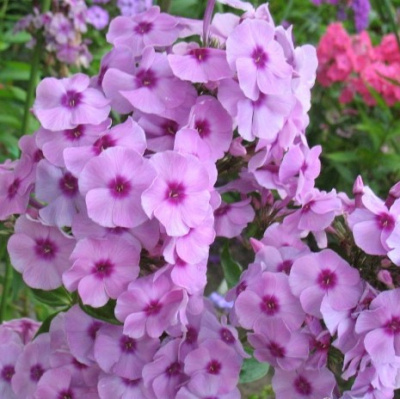 Флокс Чио-чио-сан купить с доставкой разновидность метельчатых флоксов, полученная в 2008 году российскими селекционерами