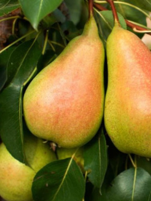 Груша Чижовская купить с доставкой Этот удивительный сорт груши заслуженно стал одним из самых популярных благодаря своей фантастической зимостойкости и стабильной урожайности даже в неблагоприятные годы.