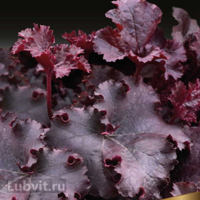 Гейхера Дарк Мистери (Dark Mystery)