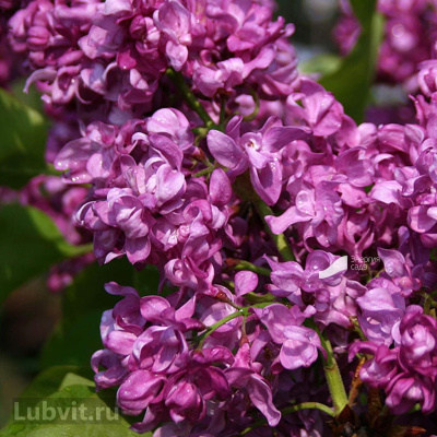 Сирень Миссис Эдвард Хардинг (Missis Edward Harding)