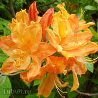 Рододендрон Голден Лайтс (Golden Lights)