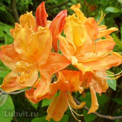 Рододендрон Голден Лайтс (Golden Lights) купить с доставкой Великолепный вид этого растения с пьянящим ароматом цветов, привнесет в ваш сад элемент небывалой роскоши и умиротворения!