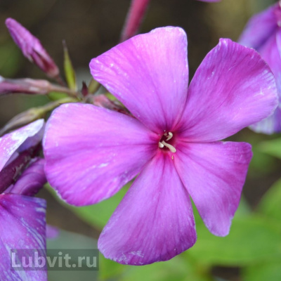 Флокс Никольский купить с доставкой самый крупноцветковый сорт отечественной селекции 2007 г