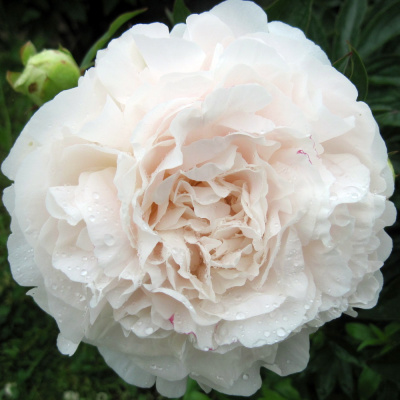 Пион Мазерс Чойс (Mothers Choice) купить с доставкой высокодекоративный многолетник