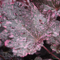 Гейхера Миднайт Роуз (Midnight Rose)