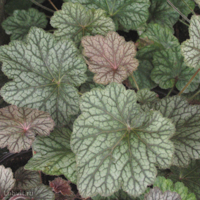 Гейхера Пино Нуар (Pinot Noir) купить с доставкой французский гибрид, который украсит ваш сад невероятной темнопурпурной листвой с легким серебристым налетом