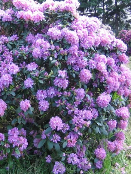 Рододендрон Катевбинский Грандифлорум (Grandiflorum) купить с доставкой Рододендрон Катевбинский Грандифлорум (Grandiflorum) купить с доставкой
