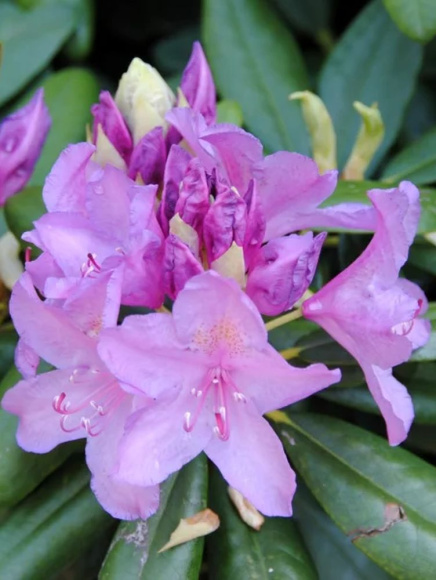 Рододендрон Катевбинский Грандифлорум (Grandiflorum) купить с доставкой Рододендрон Катевбинский Грандифлорум (Grandiflorum) купить с доставкой