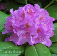 Рододендрон Катевбинский Грандифлорум (Grandiflorum)