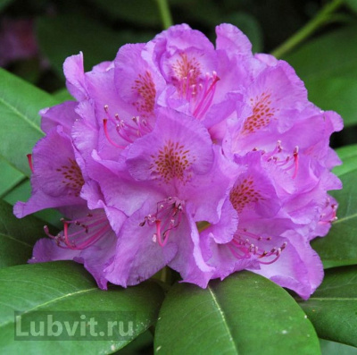 Рододендрон Катевбинский Грандифлорум (Grandiflorum) купить с доставкой старейший представитель семейства вересковых