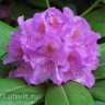 Рододендрон Катевбинский Грандифлорум (Grandiflorum)