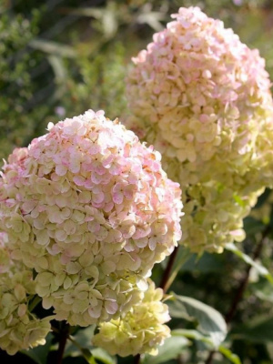 Гортензия Мэджикал Свит Саммер (Magical Sweet Summer) метельчатая купить с доставкой Magical Sweet Summer представляет собой то самое беззаботное лето. Вместе с ее цветущими соцветиями вы сможете полностью забыть о заботах мира и наслаждаться жизнью.