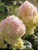 Гортензия Мэджикал Свит Саммер (Magical Sweet Summer) метельчатая купить с доставкой